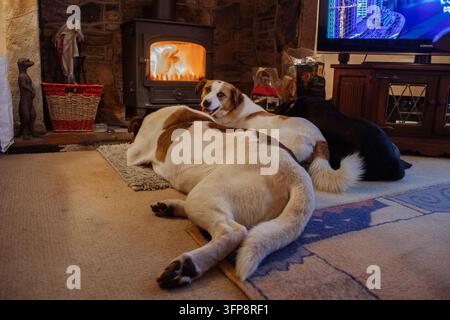 Trois chiens couchés sur le sol devant une cheminée dans un salon confortable à Cumbria. Banque D'Images