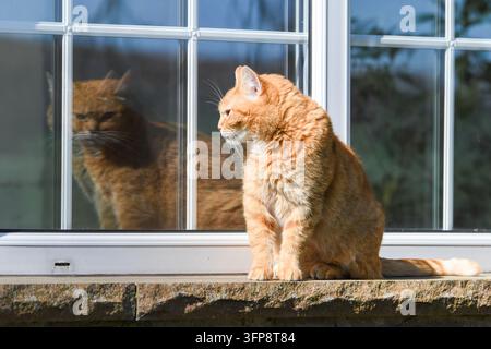 Chat domestique orange assis sur un rebord de pierre regardant par la fenêtre en Cumbria. Banque D'Images