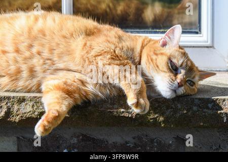 Chat roux reposant sur un rebord de pierre près d'une fenêtre dans le Cumbria Banque D'Images