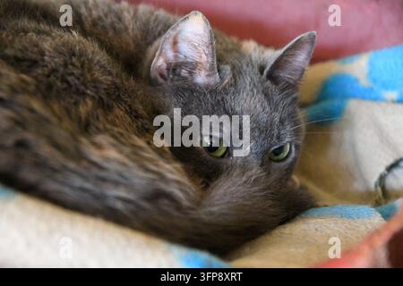 Un chat gris pelotonné sur une couverture multicolore en Cumbria. Banque D'Images