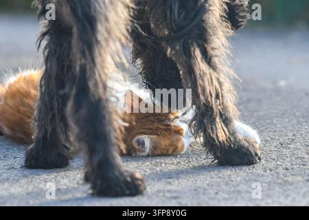 Chat gingembre allongé sur le sol sous les pattes d'un gros chien noir en Cumbria. Banque D'Images