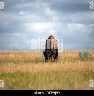 Format carré, bison américain (Bison bison) broutant dans une prairie dorée avec corne visible, ciel bleu et nuages, Parc national Theodore Roosevelt, Nord-D Banque D'Images