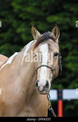 Portrait rapproché d'un American Paint Horse avec une licol dans le Leicestershire. Banque D'Images