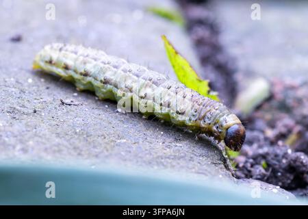 Chenille de Noctua pronuba sur une surface en béton dans le Leicestershire. Banque D'Images