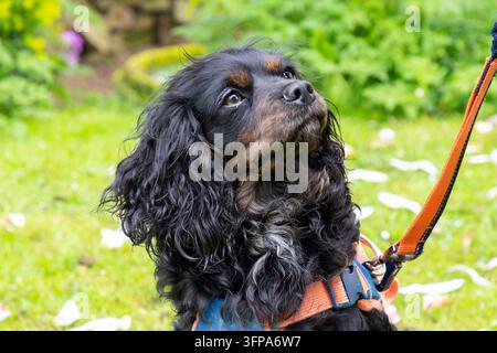 Chien Cavalier King Charles Spaniel noir et brun en laisse dans un jardin du Leicestershire. Banque D'Images