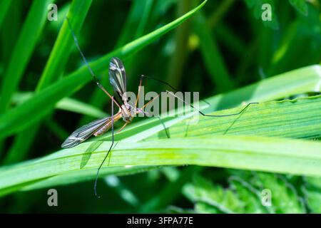 Mouche crane Tipula vernalis reposant sur de l'herbe verte dans le Leicestershire. Banque D'Images