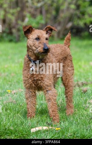 Chien Irish Terrier debout sur l'herbe avec une posture alerte dans le Leicestershire. Banque D'Images