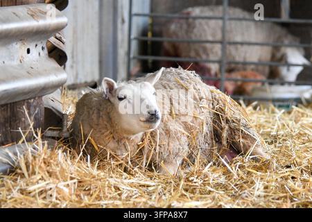 Un mouton reposant sur de la paille dans un enclos à Leicestershire. Banque D'Images