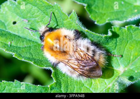 Bourdon à queue blanche (Bombus pascuorum) reposant sur une feuille verte dans le Leicestershire. Banque D'Images