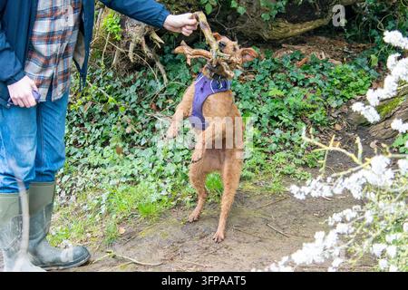 Chien Irish Terrier jouant à la tirette avec une personne à l'extérieur dans le Leicestershire. Banque D'Images