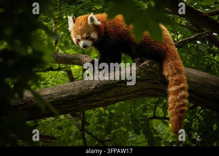 Panda rouge (Ailurus fulgens fulgens), également connu sous le nom de panda rouge népalaise. Banque D'Images