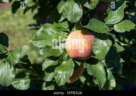 Une pomme rouge et jaune pend parmi des feuilles vertes dans un verger du Kansas oriental. Banque D'Images