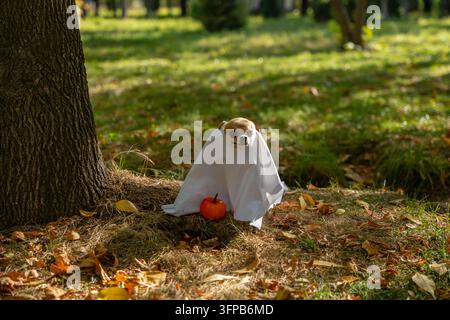 Chihuahua mignon déguisé en fantôme pour Halloween assis dans un parc automnal avec un petit citrouille. Adorable chihuahua célébrant Halloween en plein air. Banque D'Images
