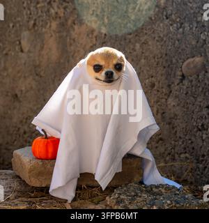 Adorable chien Chihuahua vêtu d'un costume de fantôme blanc pour Halloween assis à l'extérieur. Adorable chien portant un costume de drap fantôme effrayant à l'extérieur Banque D'Images