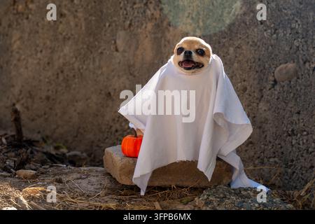 Chiot chihuahua mignon vêtu d'un costume de fantôme blanc pour Halloween assis à l'extérieur. Adorable chien portant un costume de drap de fantôme effrayant à l'extérieur. Banque D'Images