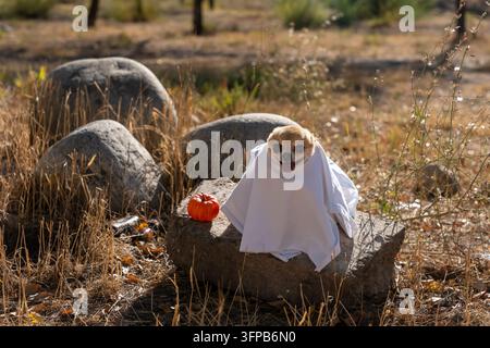 Chihuahua mignon déguisé en fantôme pour Halloween assis dans un parc automnal avec un petit citrouille. Adorable chihuahua célébrant Halloween en plein air. Banque D'Images