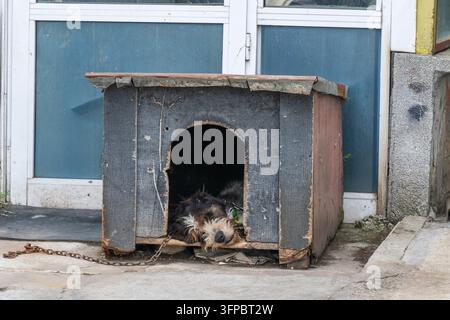 Un chien de garde hirsute et de race mixte repose sa tête sur le seuil d'une vieille niche en bois usée, attaché à une chaîne métallique à l'extérieur d'un bâtiment Banque D'Images