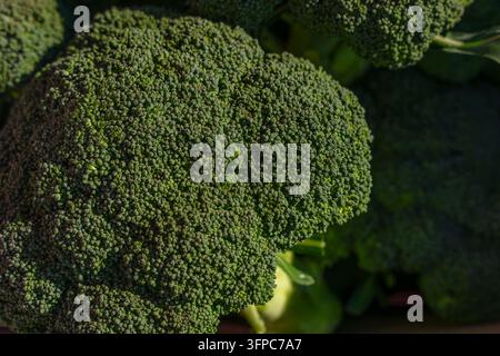 Vue rapprochée de têtes de brocoli vert frais sur un marché d'automne. Vente au détail de légumes de saison, alimentation biologique Banque D'Images