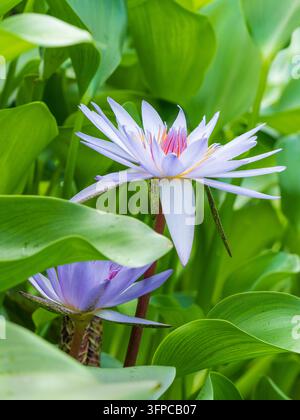 Nymphaea capensis, Nymphée du Cap, fleurs bleu lavande en forme d'étoile, centres jaunes Banque D'Images