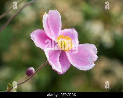 Anémone splendide japonaise, Anemone hupehensis Splendens, fleurs roses foncées en forme de coupe avec centres jaune vif Banque D'Images