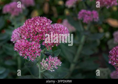 Hylotelephium spectabile, Crassulacées, Orpin papillon, Orpin brillant, plante succulente. Fleurs automnales rouges/roses. Banque D'Images