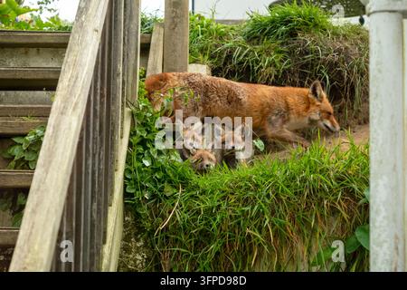 Oursons renards regardant depuis leur tanière dans un jardin résidentiel, près de la maison, Angleterre, Royaume-Uni avec la fouine Banque D'Images