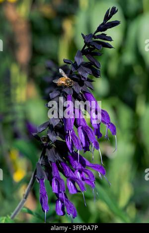 Salvia Amistad, Lamiaceae, Sauge. Fleurs tubulaires brillantes et violettes, à la fin de l'été. Banque D'Images