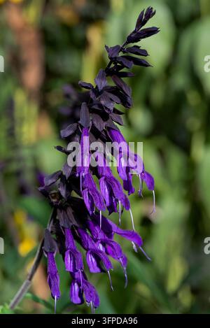 Salvia Amistad, Lamiaceae, Sauge. Fleurs tubulaires brillantes et violettes, à la fin de l'été. Banque D'Images