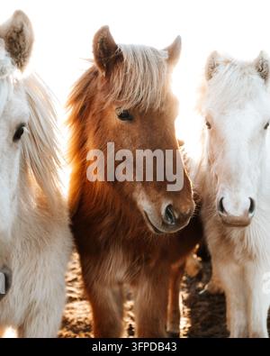 Vue d'un portrait en gros plan de trois chevaux islandais aux crinières épaisses debout ensemble dans la douce lumière dorée à Grundarfjordur, Grundarfjardarbae Banque D'Images