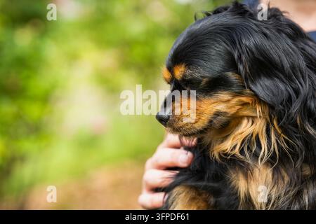 Cavalier King Charles Spaniel noir et fauve avec un pelage long et soyeux et des marques fauves distinctives, reposant calmement dans les bras de son propriétaire. Banque D'Images