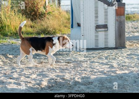Un Beagle à la plage pour chiens de Norddeich Banque D'Images