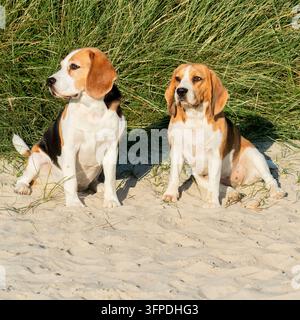 Deux beagles à la plage pour chiens de Norddeich Banque D'Images