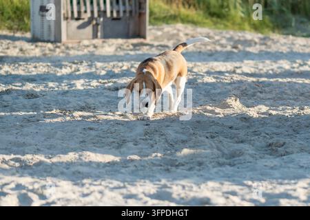 Un beagle à la plage pour chiens de Norddeich Banque D'Images