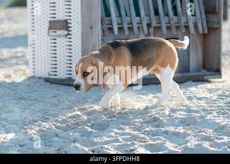 Un beagle à la plage pour chiens de Norddeich Banque D'Images