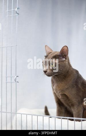 Un chat Korat regarde depuis sa cage d'exposition lors d'un concours de chats de race pure Banque D'Images