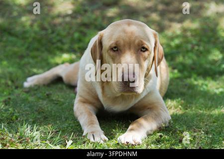 Un Labrador Retriever est allongé dans l'herbe Banque D'Images