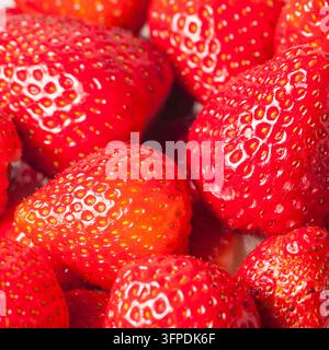Plans rapprochés en format plein de fraises mûres, fraîchement cueillies. Banque D'Images