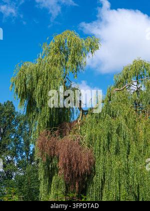 Saule pleureuse avec des branches pendantes contre un ciel bleu Banque D'Images