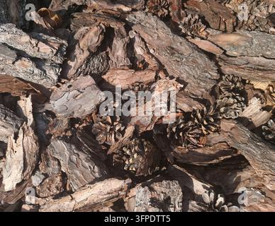 Morceaux d'écorce brune rugueuse et pommes de pin formant une texture naturelle de forêt Banque D'Images