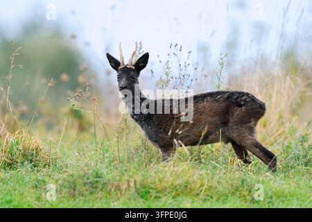 Chevreuil d'Europe (Capreolus capreolus), roebuck noir, basse-Saxe, Allemagne Banque D'Images