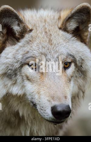 Loup eurasien (Canis lupus lupus), Portrait, Allemagne Banque D'Images