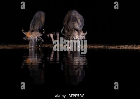Animaux, mammifères, buffles, deux buffles du Cap, buffle noir (Syncerus caffer caffer) buvant de l'eau au point d'eau le soir, Zimanga Private Re Banque D'Images