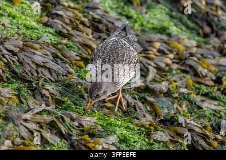 Bécasseau violet - Calidris maritima. Jeune oiseau sur ses quartiers d'hivernage se nourrissant parmi les algues du rivage. Suffolk, Royaume-Uni Banque D'Images
