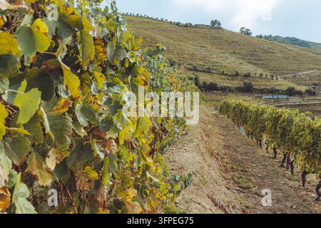 Vignobles en terrasses de la Quinta do Seixo dans la vallée du Douro, Portugal Banque D'Images
