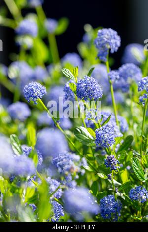 Un Céanothe en fleurs (communément appelé Lilas de Californie), un arbuste à feuilles persistantes célèbre pour ses grappes de fleurs denses et bleu vif Banque D'Images