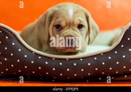 Portrait d'un chiot Puggle dans son lit pour chien Banque D'Images
