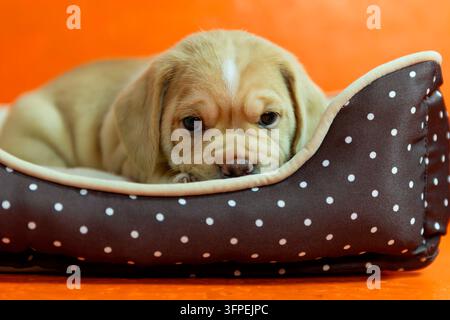 Portrait d'un chiot Puggle dans son panier Banque D'Images