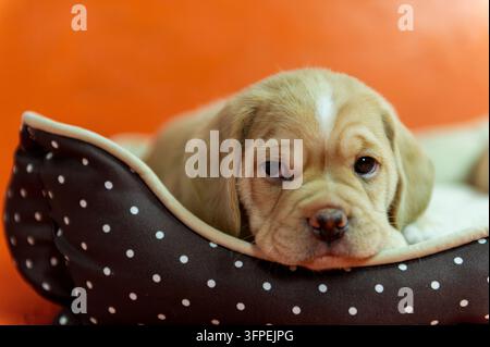 Portrait d'un chiot Puggle dans son lit pour chien Banque D'Images