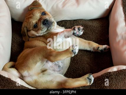 Un chiot Puggle est allongé dans son panier Banque D'Images