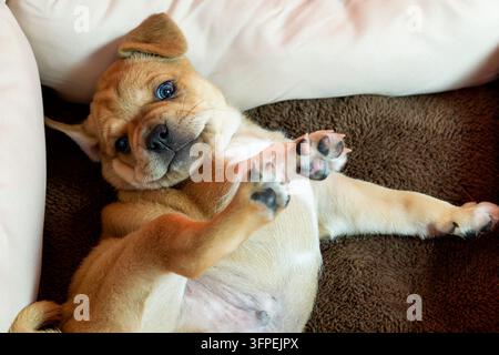 Un chiot Puggle est allongé dans son panier Banque D'Images
